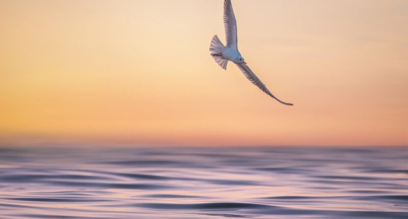 Möwe im Flug Möwe im Flug